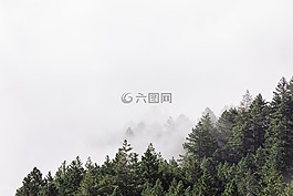 綠色,樹(shù),植物
