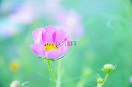日本,鮮花,宇宙