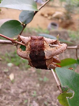 bug,生物學(xué),昆蟲