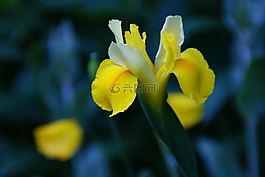 虹膜,鳶尾花,花