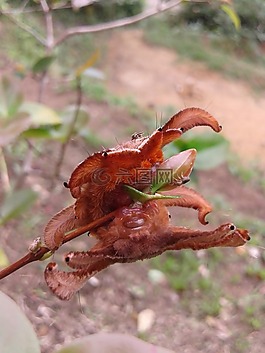 bug,生物學(xué),性質(zhì)
