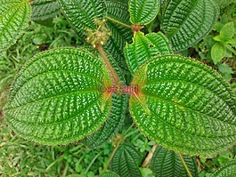 植物,蕁麻,性質(zhì)
