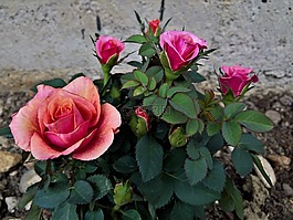花,植物區(qū)系,自然