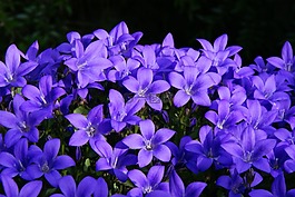 桔梗,紫,夏花
