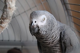 鸚鵡,灰色,動物