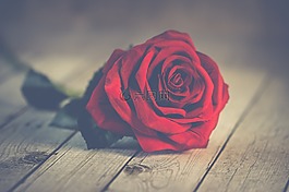性質,玫瑰,浪漫