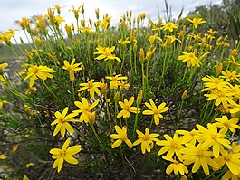 黃色,花,自然