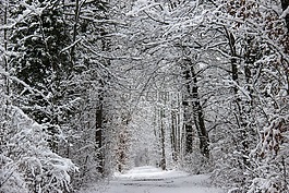 冬季森林,離,雪