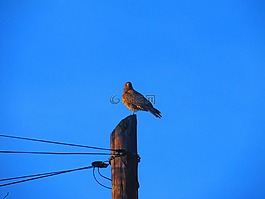 鸟,翅膀,天空
