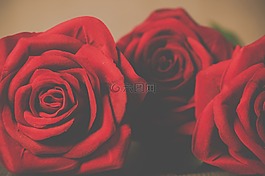 玫瑰,花瓣,愛