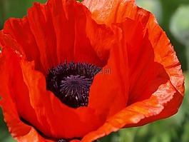 罌粟,klatschmohn,開(kāi)花