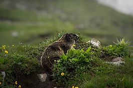 性質(zhì),草,動物世界