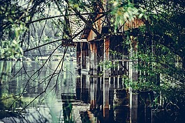 樹,性質(zhì),木