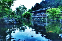 日本,日本花園,池塘