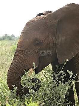 象,野生動物園,野生動物