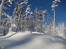 冬季,雪,樹