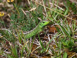 蜥蜴,動物,爬行動物