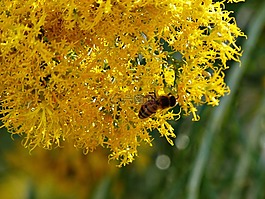 黃色,布什,開花