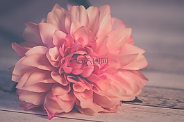 花卉,玫瑰,性質(zhì)