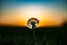 蒲公英,花,植物