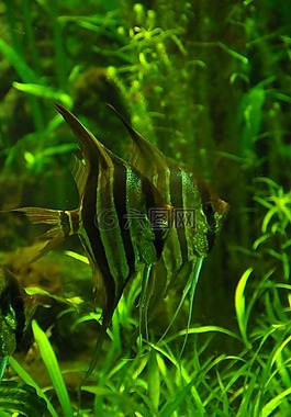 魚,綠色,水