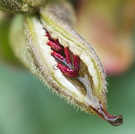 种子,花卉,子房