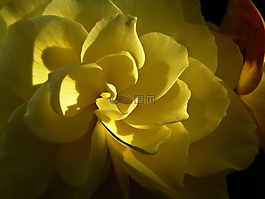 黃色,花,花園