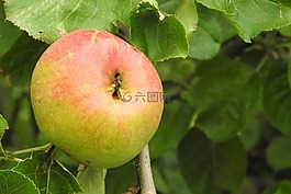 蘋果,蘋果樹,水果