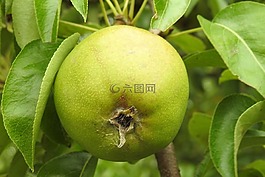 梨,水果,性質