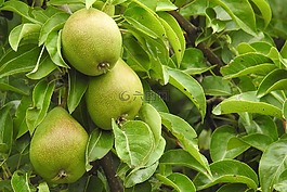 梨子,梨,水果