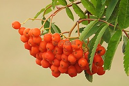 山灰,水果,浆果