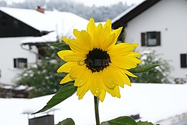 太陽(yáng)花,開花,花