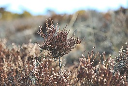 樹,植物,散景