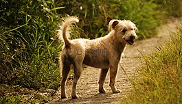 狗的領域,動物界,犬