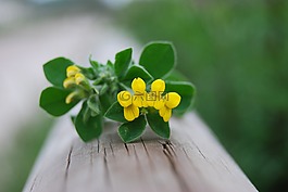 花,黃色,性質(zhì)