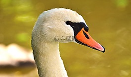 天鵝,關(guān)閉,鳥