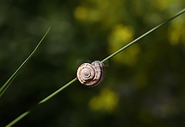 性质,蜗牛,花园
