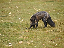 ?？怂?動物,哺乳動物