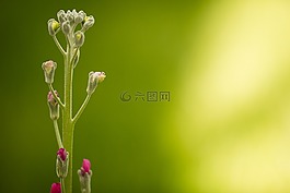 自然,增長,葉