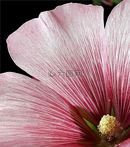 花,性質(zhì),花園