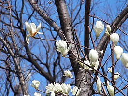 玉蘭,鮮花,木材
