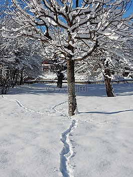 冬天,雪,弗羅斯特
