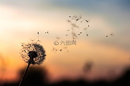 蒲公英,花,植物