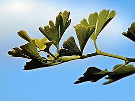 廠,性質(zhì),活