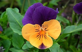 花,潘茜,彩色