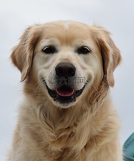 狗,finja,動物