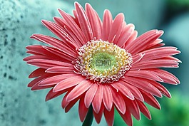花,性質(zhì),花瓣
