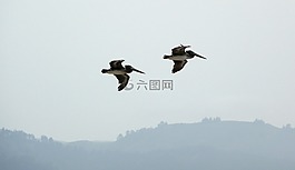 飞行,鹈鹕,鸟
