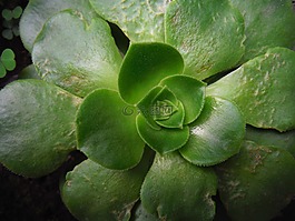 植物,方法,同心