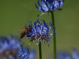 花,蜜蜂,開花